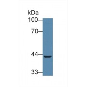 Western blot analysis of Pig Heart lysate, using Human PECI Antibody (1 µg/ml) and HRP-conjugated Goat Anti-Rabbit antibody (<a href="https://www.abbexa.com/index.php?route=product/search&amp;search=abx400043" target="_blank">abx400043</a>, 0.2 µg/ml).