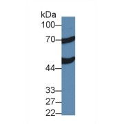 Western blot analysis of Mouse Liver lysate, using Human ACOX1 Antibody (2 µg/ml) and HRP-conjugated Goat Anti-Rabbit antibody (<a href="https://www.abbexa.com/index.php?route=product/search&amp;search=abx400043" target="_blank">abx400043</a>, 0.2 µg/ml).