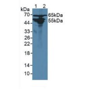 Western blot analysis of (1) Rat Liver Tissue and (2) Rat Kidney Tissue.