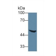 Western blot analysis of Pig Liver lysate, using Human AGXT2 Antibody (1 µg/ml) and HRP-conjugated Goat Anti-Rabbit antibody (<a href="https://www.abbexa.com/index.php?route=product/search&amp;search=abx400043" target="_blank">abx400043</a>, 0.2 µg/ml).