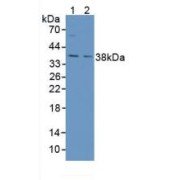 Western blot analysis of (1) Mouse Kidney Tissue and (2) Mouse Placenta Tissue.