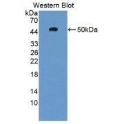 Western blot analysis of recombinant Human AHRR.