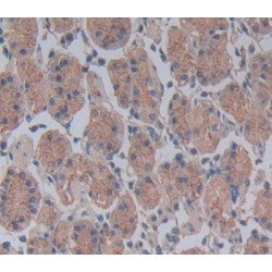 Cell Division Cycle Protein 23 (CDC23) Antibody