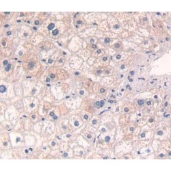 Beta-Secretase 1 (BACE1) Antibody