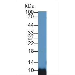 Barrier-To-Autointegration Factor (BANF1) Antibody