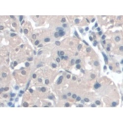 Barrier-To-Autointegration Factor (BANF1) Antibody