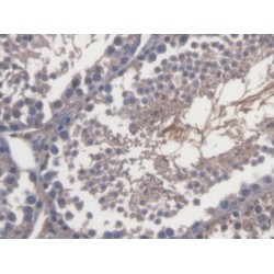 Transcriptional Regulating Factor 1 (TRERF1) Antibody