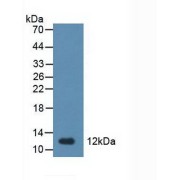 Western blot analysis of Rat Stomach Tissue.