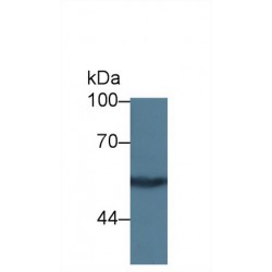 Kininogen 1 (KNG1) Antibody