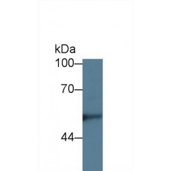 Kininogen 1 (KNG1) Antibody