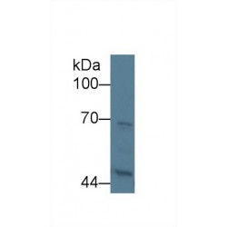 Kininogen 1 (KNG1) Antibody