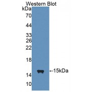 Western blot analysis of the recombinant protein.