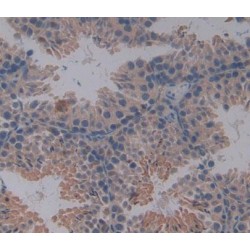 Interleukin 4 (IL4) Antibody