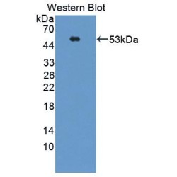 Calcium Dependent Secretion Activator (CADPS) Antibody