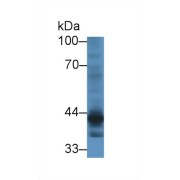 Western blot analysis of Human HeLa cell lysate, using Mouse CRTAP Antibody (1 µg/ml) and HRP-conjugated Goat Anti-Rabbit antibody (<a href="https://www.abbexa.com/index.php?route=product/search&amp;search=abx400043" target="_blank">abx400043</a>, 0.2 µg/ml).