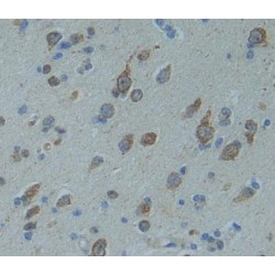 Contactin Associated Protein Like Protein 5 (CNTNAP5) Antibody