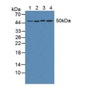 Western blot analysis of (1) Human HeLa cells, (2) Human Jurkat Cells, (3) Mouse Heart Tissue and (4) Mouse Brain Tissue.