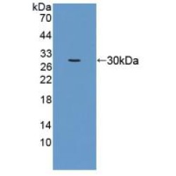 Eukaryotic Translation Elongation Factor 1 Alpha 1 (EEF1a1) Antibody