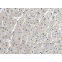 Eukaryotic Translation Elongation Factor 1 Alpha 1 (EEF1a1) Antibody