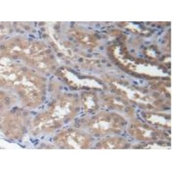 Eukaryotic Translation Elongation Factor 1 Alpha 1 (EEF1a1) Antibody