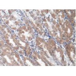 Eukaryotic Translation Elongation Factor 1 Alpha 1 (EEF1a1) Antibody