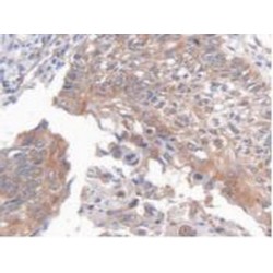 Eukaryotic Translation Elongation Factor 1 Alpha 1 (EEF1a1) Antibody