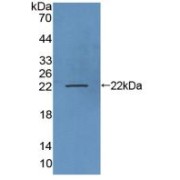 Western blot analysis of recombinant Human LAMP3.