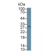 Western blot analysis of Mouse Serum, using Mouse CLEC4L Antibody (2 µg/ml) and HRP-conjugated Goat Anti-Rabbit antibody (<a href="https://www.abbexa.com/index.php?route=product/search&amp;search=abx400043" target="_blank">abx400043</a>, 0.2 µg/ml).