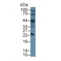 C-Type Lectin Domain Family 4, Member L (CLEC4L) Antibody