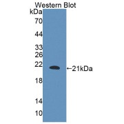 Western blot analysis of the recombinant protein.