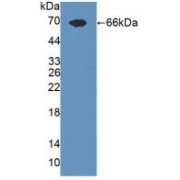 Western blot analysis of recombinant Rat TLR3.