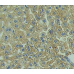 Toll Like Receptor 5 (TLR5) Antibody