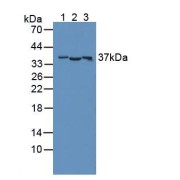 Western blot analysis of (1) Human HepG2 Tissue, (2) Rat Liver Tissue and (3) Porcine Liver Tissue.