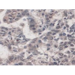 Immunoglobulin Superfamily, Member 16 (IGSF16) Antibody