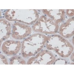 Immunoglobulin Superfamily, Member 16 (IGSF16) Antibody