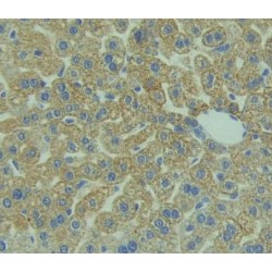 Prostaglandin F2 Receptor Negative Regulator (PTGFRN) Antibody