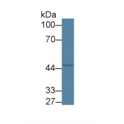 Western blot analysis of Rat Cerebrum lysate, using Rat COQ6 Antibody (1 µg/ml) and HRP-conjugated Goat Anti-Rabbit antibody (<a href="https://www.abbexa.com/index.php?route=product/search&amp;search=abx400043" target="_blank">abx400043</a>, 0.2 µg/ml).