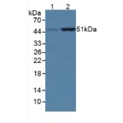 Western blot analysis of (1) Porcine Kidney Tissue and (2) Porcine Heart Tissue.