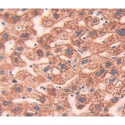 Calcium And Integrin Binding Protein 1 (CIB1) Antibody