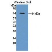 Western blot analysis of recombinant Mouse CTSW Protein.