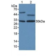 Western blot analysis of (1) Human Liver Tissue and (2) Human MCF7 Cells.