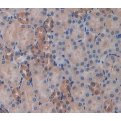 Dystrobrevin Binding Protein 1 (DTNBP1) Antibody