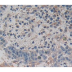 Dermokine (DMKN) Antibody