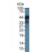 Western blot analysis of Human HeLa cell lysate, using Human ERLIN2 Antibody (1 µg/ml) and HRP-conjugated Goat Anti-Rabbit antibody (<a href="https://www.abbexa.com/index.php?route=product/search&amp;search=abx400043" target="_blank">abx400043</a>, 0.2 µg/ml).