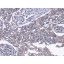 Endoplasmic Reticulum Lipid Raft Associated Protein 2 (ERLIN2) Antibody