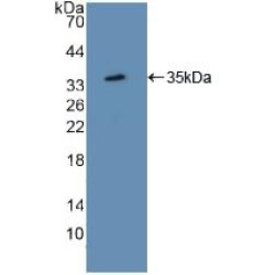 Activating Transcription Factor 1 (ATF1) Antibody