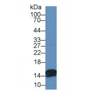 Western blot analysis of Cow Small intestine lysate, using Cow FABP2 Antibody (1 µg/ml) and HRP-conjugated Goat Anti-Rabbit antibody (<a href="https://www.abbexa.com/index.php?route=product/search&amp;search=abx400043" target="_blank">abx400043</a>, 0.2 µg/ml).
