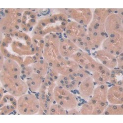 Protein Tyrosine Phosphatase, Non Receptor Type 13 (PTPN13) Antibody