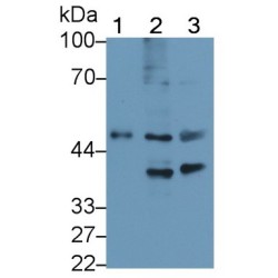 Fasciculation And Elongation Protein Zeta 2 (FEz2) Antibody