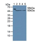 Western blot analysis of (1) Mouse Serum, (2) Mouse Liver Tissue, (3) Rat Liver TissueL, (4) Mouse Placenta Tissue and (5) Human HeLa cells.